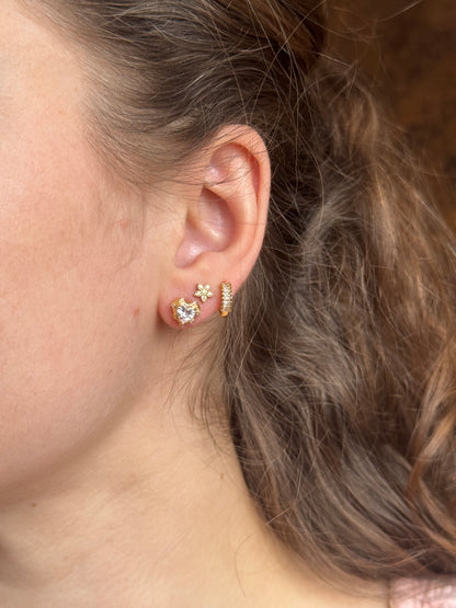 Puce d'oreilles - AMALFI